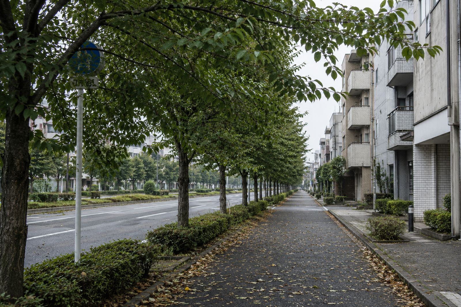 作業前。枝が伸び放題になった国道沿いの街路樹と、落ち葉が積もった歩道