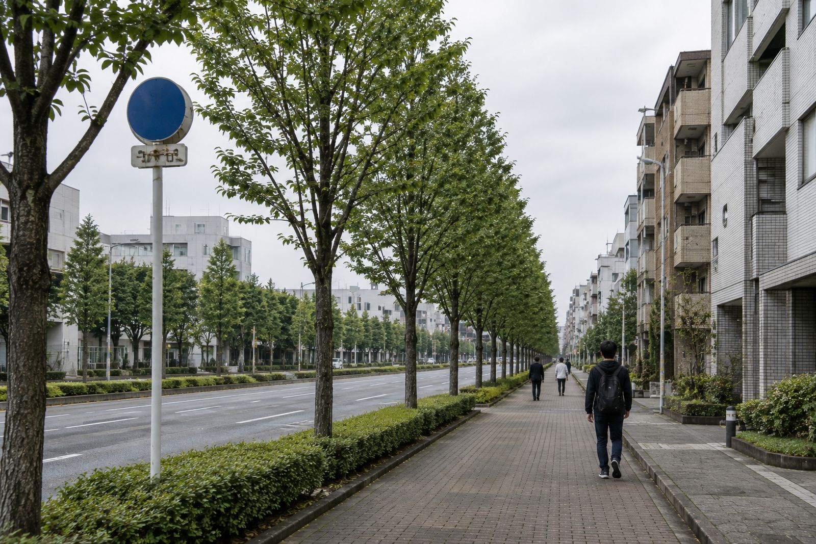 作業後。枝が整えられて見通しがよくなった同じ街路樹と、歩行者が通る歩道